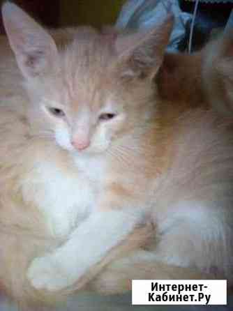 Малыши ищут дом Старый Оскол