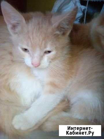 Малыши ищут дом Старый Оскол - изображение 1