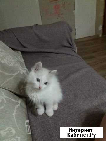 Котенок Невьянск - изображение 1