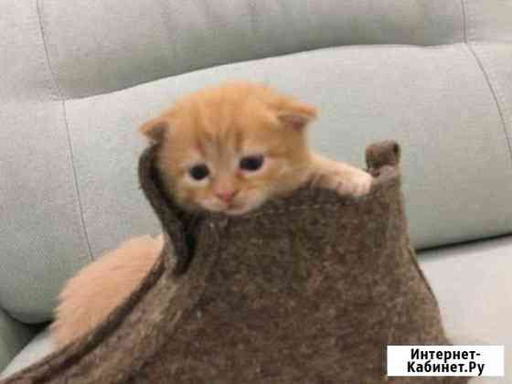 Отдаём котят в добрые руки Арзамас