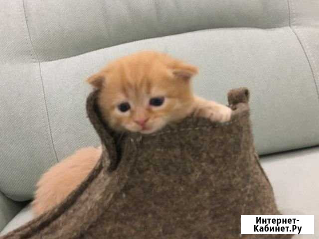 Отдаём котят в добрые руки Арзамас - изображение 1