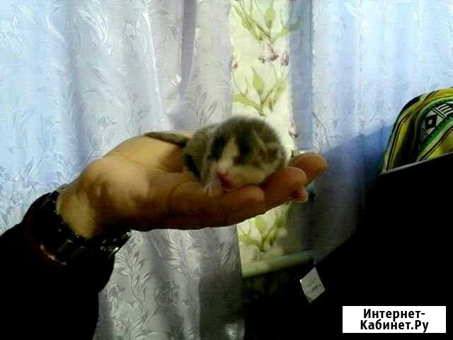 Отдам котенка Красноуральск - изображение 1