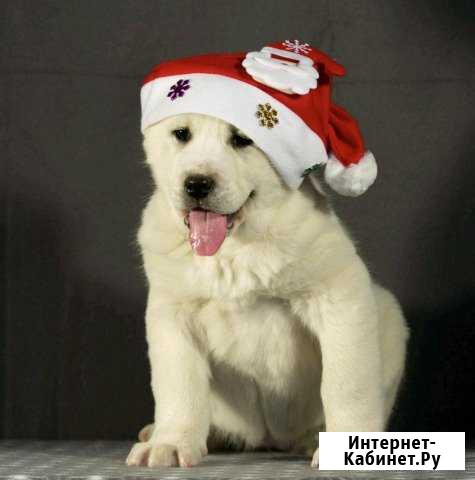 Алабаи Иркутск - изображение 1