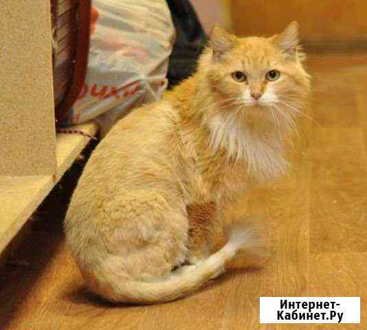 Люк мечтает о доме Ярославль