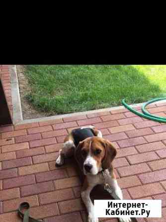 Вязка Бигль кобель Краснодар