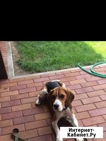 Вязка Бигль кобель Краснодар - изображение 1