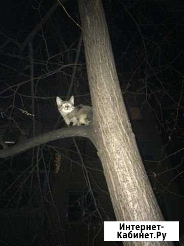 Котенок. Бездомный Тольятти - изображение 1