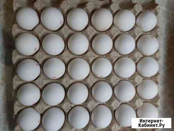 Яйца куриные Мурманск