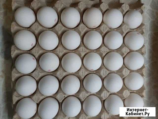 Яйца куриные Мурманск - изображение 1
