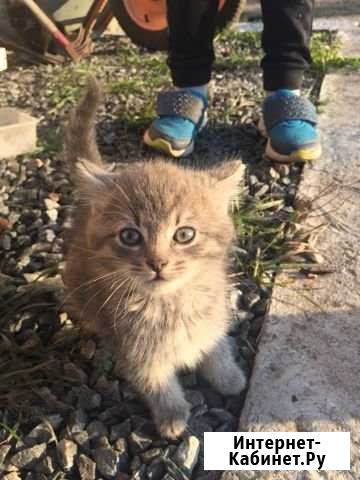 Котята в добрые руки Майский - изображение 1
