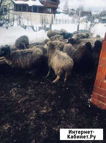 Продаю овец Богородск - изображение 1