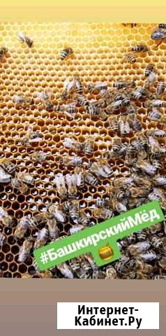 Мёд с Национального парка Башкирия Мелеуз - изображение 1