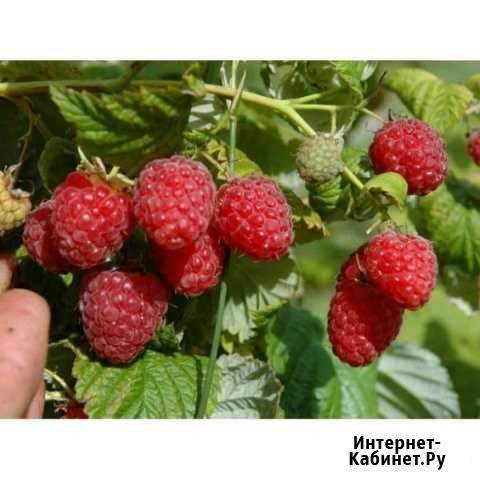 Саженцы малины Гусар Синегорский - изображение 1
