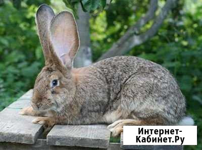 Продаются кролики породы Ризен Козьмодемьянск - изображение 1