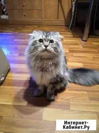 Предлагаю кота на вязку Санкт-Петербург