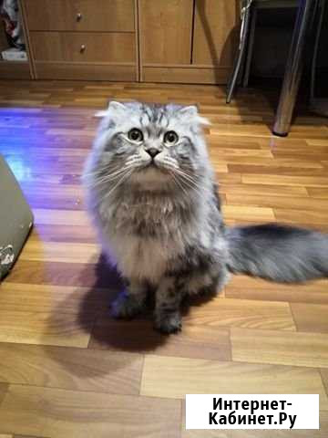 Предлагаю кота на вязку Санкт-Петербург - изображение 1