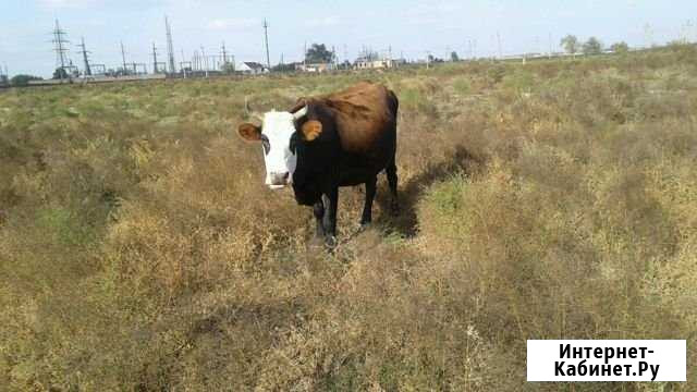 Корова Кизляр - изображение 1