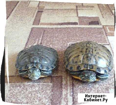 Продам черепашек красноухих Коряжма - изображение 1