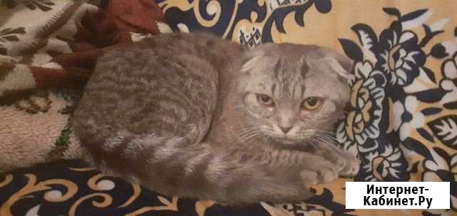 Продам породистого кота Сердобск - изображение 1