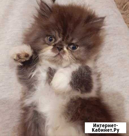 Котята Архангельск - изображение 1