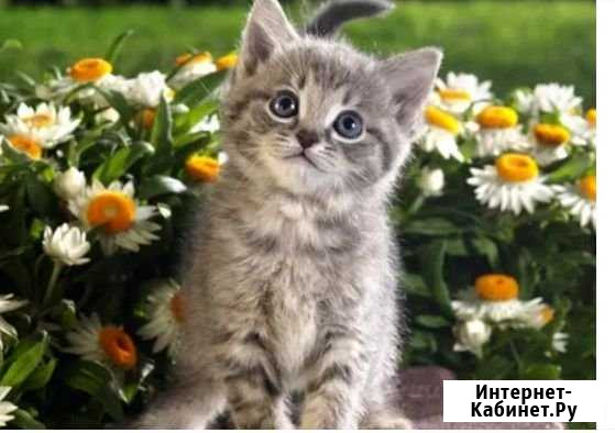 Обмен на котенка мальчика Грозный - изображение 1