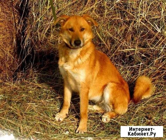 Альма 2 года. стерилизована/привита Йошкар-Ола - изображение 1
