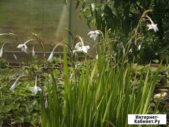 Ацидантера, канны, тубероза Волжский Волгоградской области