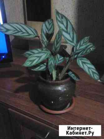 Маранта в красивом горшке Пенза