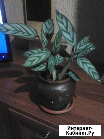 Маранта в красивом горшке Пенза - изображение 1