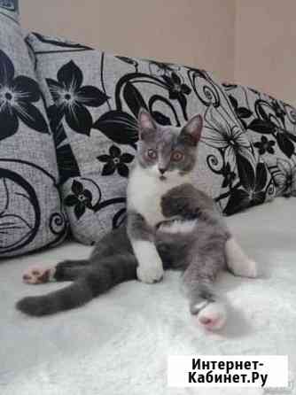 Кот кастрирован 8 месяцев Красноярск