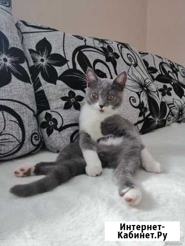 Кот кастрирован 8 месяцев Красноярск - изображение 1