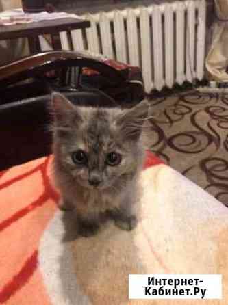 Котенок Девочка Нижнекамск