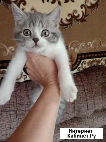 Шотландские котятки Скопин - изображение 1