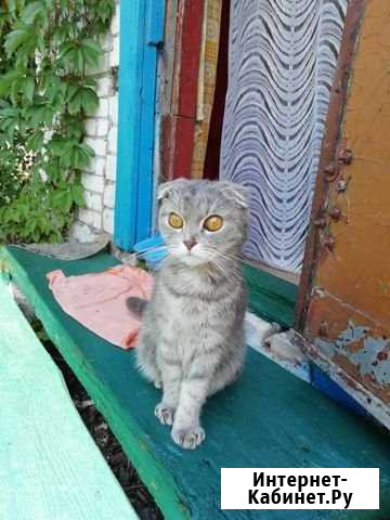 Отдадим кошечку в добрые руки, порода-Вислоухая. К Муром - изображение 1