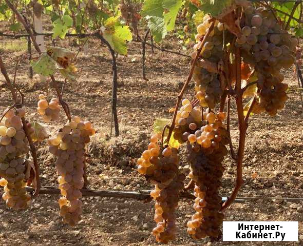 Продам Виноград Ркацители Бахчисарай - изображение 1