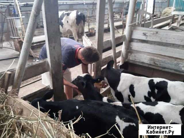 Продам бычков Усть-Кинельский - изображение 1