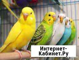 Волнистые попугаи Староминская