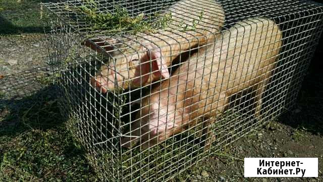 Поросята Ландрас Александровка - изображение 1