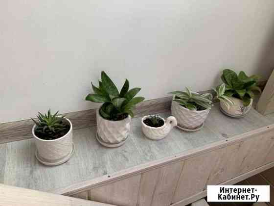 Домашние цветы Пенза