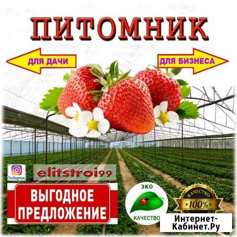 Рассада клубники Избербаш - изображение 1