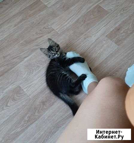 Котенок в добрые руки Темрюк - изображение 1