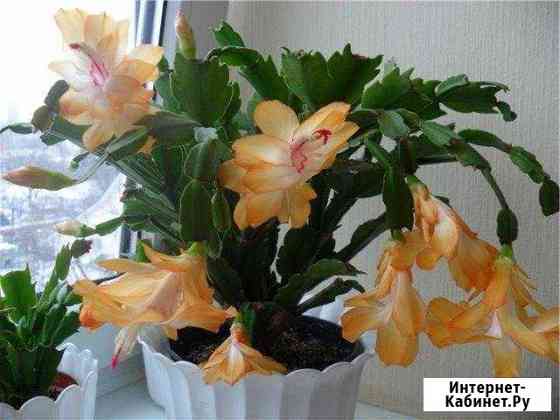 Декабристы Дзержинск