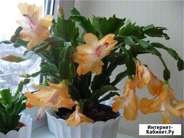 Декабристы Дзержинск - изображение 1