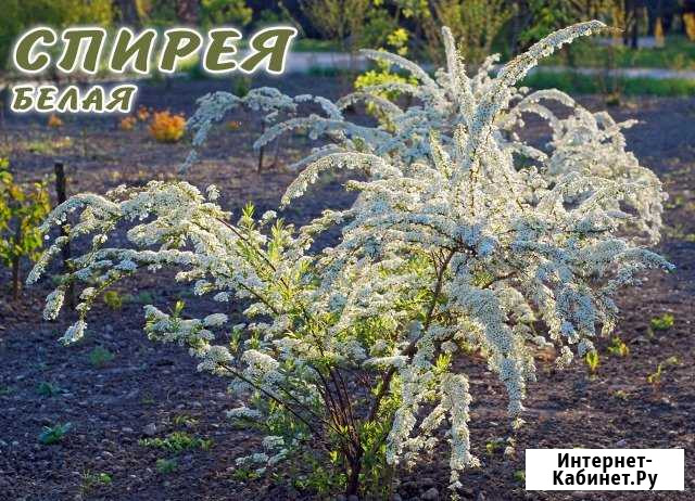 Саженцы спирея белая Симферополь - изображение 1
