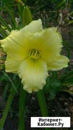 Лилейник Волжский Волгоградской области