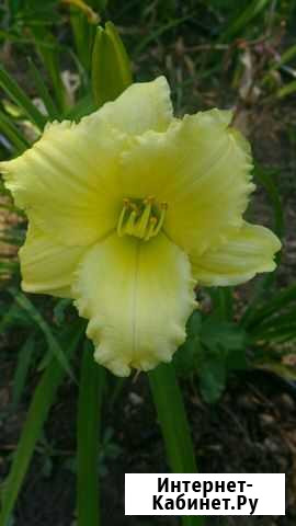 Лилейник Волжский Волгоградской области - изображение 1