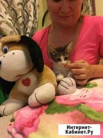Котенок Камышин