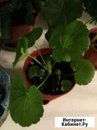 Пеларгония герань Брянск