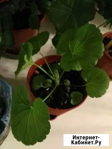 Пеларгония герань Брянск - изображение 1