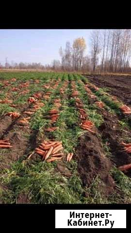 Продам морковь оптом Зырянское - изображение 1